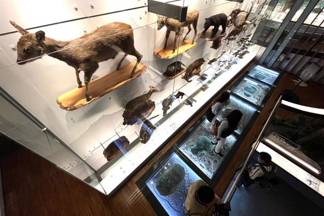 经歷2个多月闭馆更新的国立台湾博物馆古生物馆，12日将重新开馆，学生可利用暑假期间前往参观，探索生命演化的过程。（图/ 中央社）
