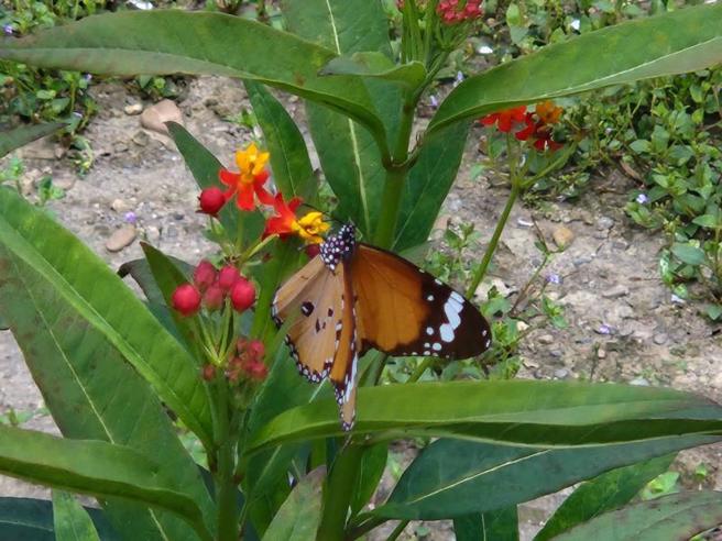 南投縣竹山鎮公所在下坪吊橋附近種植共約千株高士佛澤蘭、馬利筋等蜜源植物，加上當地生態原本就豐富，成功吸引多種蝴蝶來訪。（圖/ 中央社）