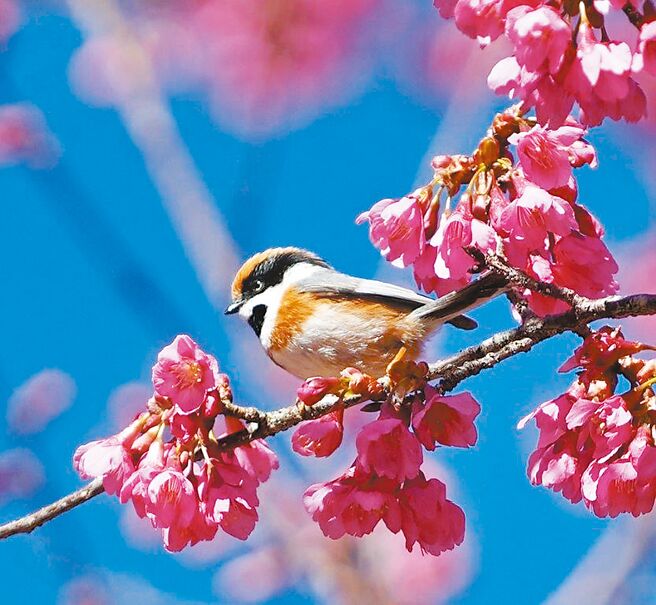 喜爱摄影的KPMG主席陈俊光，今年初在福寿山用快门捕捉停在樱花树枝上的冠羽画眉鸟。图／陈俊光提供