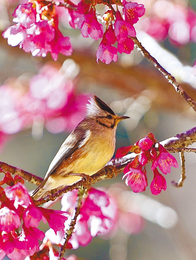 冠羽画眉鸟。图／陈俊光提供