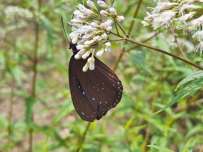 南投縣竹山鎮公所將1770平方公尺的國有地打造成紫斑蝶祕境。（南投縣政府提供／馮惠宜南投傳真）