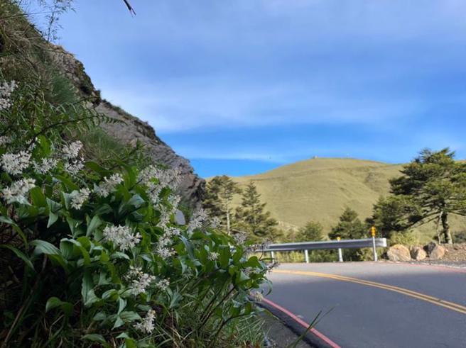 合歡山夏季可說百花齊放，省道台14甲線指標24至32公里處，沿線山壁或邊坡路側可欣賞高山百合及多種高山植物。圖為台灣鹿藥。（圖/ 中央社）