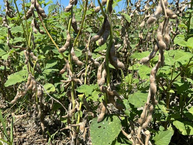 受新冠肺炎疫情、烏俄戰爭影響，國際糧食供應鏈產生劇變，台灣的產業端發動契作種植，以大豆、玉米2項主力雜糧需求最為迫切。（周麗蘭攝）