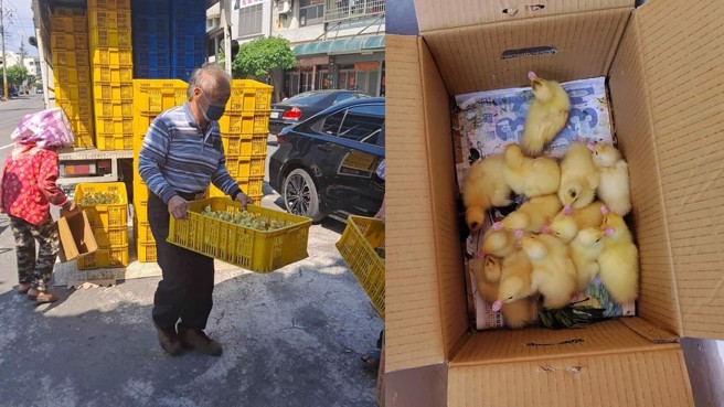 饲料价格上涨让许多鸭农再也撑不住，只好将小鸭送养。（图／取自爆怨公社）
