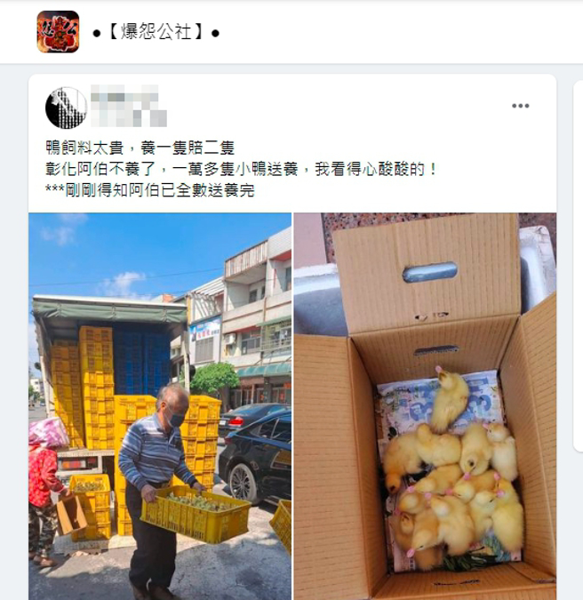 有网友表示鸭饲料太贵，鸭农「卖1只赔2只」，分享鸭农送养万只小鸭的身影，让人看了鼻酸。（图／取自爆怨公社）