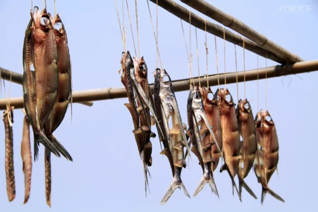 拼板舟是兰屿人为了抓飞鱼而打造的，每年飞鱼季岛上处处可见晒飞鱼画面。（图/ 行遍天下）