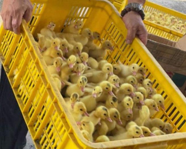 有网友在脸书贴文指有鸭农要将饲养的小蛋鸭送人，彰化县议员张国栋指出，他和鸭农是旧识，最近饲料价格大涨，鸭农入不敷出，才会将1万多只小蛋鸭送人。（图/ 中央社）