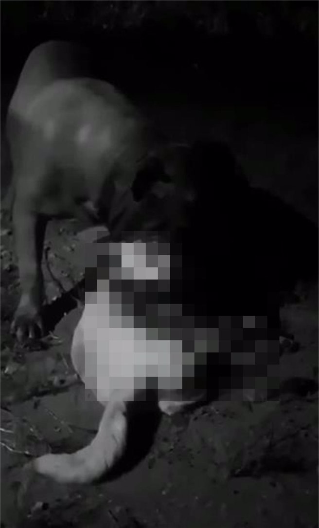 劉姓飼主涉嫌放任飼養的比特犬咬死流浪犬，還將該影片PO網炫耀，引起網友撻伐。(圖：摘自臉書)