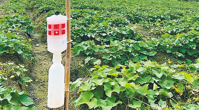 花莲县政府近日在田间监测发现斜纹夜蛾、东方果实蝇及瓜实蝇等害虫族群数量明显上升，并发出预警，吁请农友施药喷洒加强防治；图为斜纹夜蛾性费洛蒙陷阱。（花莲县政府提供／罗亦晽花莲传真）