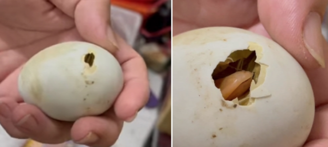 一名民眾原本买鸭仔蛋给全家人吃，结果变成孵鸭蛋、养鸭。（翻摄自爆废公社公开版FB）