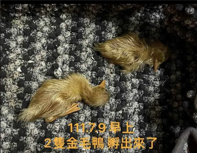 鸭仔蛋孵出鸭子宝宝。（翻摄自爆废公社公开版FB）