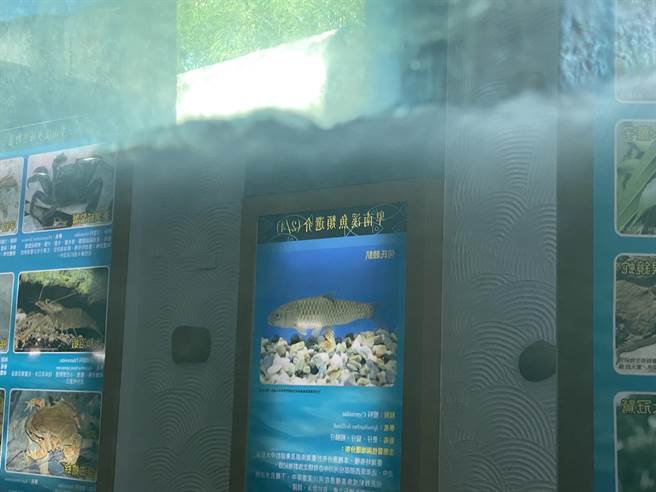 台东池上圳生态鱼道淤积多时，志工们13日联手清淤盼恢復生态。（蔡旻妤摄）