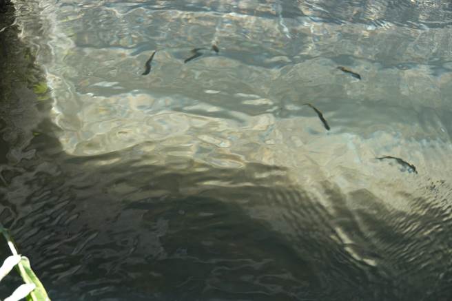 台东池上圳生态鱼道淤积多时，志工们13日联手清淤盼恢復生态。（蔡旻妤摄）