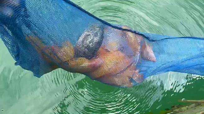 红魔鬼鱼（橘红色鱼身）生存在日月潭10多年，早年是迫害当地生态主要鱼种，吃掉许多潭虾，但肉质鲜嫩好吃、价格高。不过110年大旱导致日月潭水位大降，红魔鬼鱼无处可躲，遭鱼虎攻击，今年族群数量降低许多。（图/ 中央社）