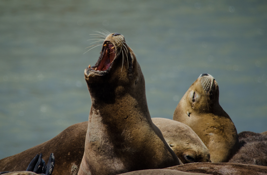 海狮仰天大吼的资料画面。（达志影像/Shutterstock）(photo:ChinaTimes)