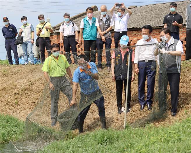 桃園市長鄭文燦今率市府團隊到嘉義縣進行交流活動，體驗抓蝦撈魚。（呂妍庭攝）