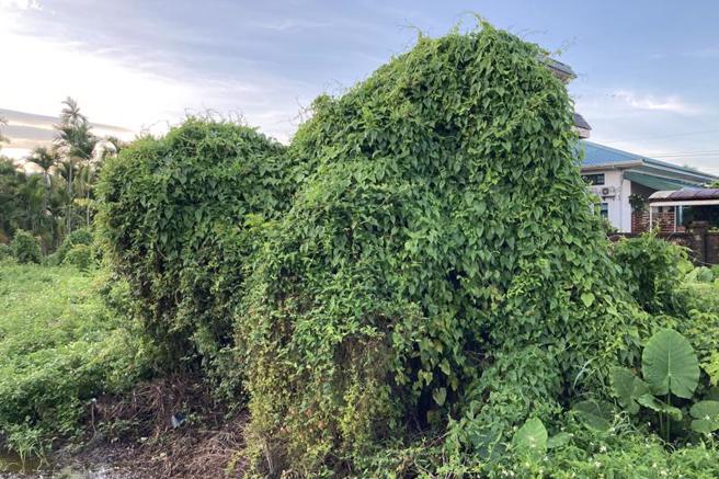 被称为「绿癌」的小花蔓泽兰严重危害本土植物，行政院农委会林务局屏东林管处20日起推出8场次「拔蔓拚现金」快闪收购活动，邀请民眾一同守护生态环境。（图/ 中央社）