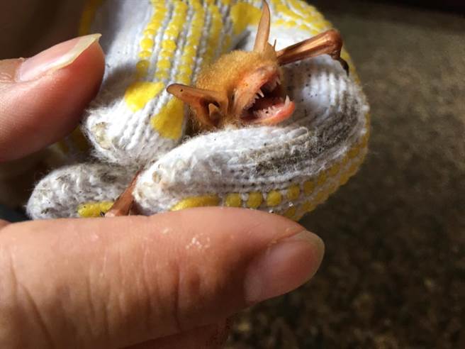 近来迷途蝙蝠通报多，黄金蝙蝠馆传授处置方式。（蝙蝠馆提供／张朝欣云林传真）