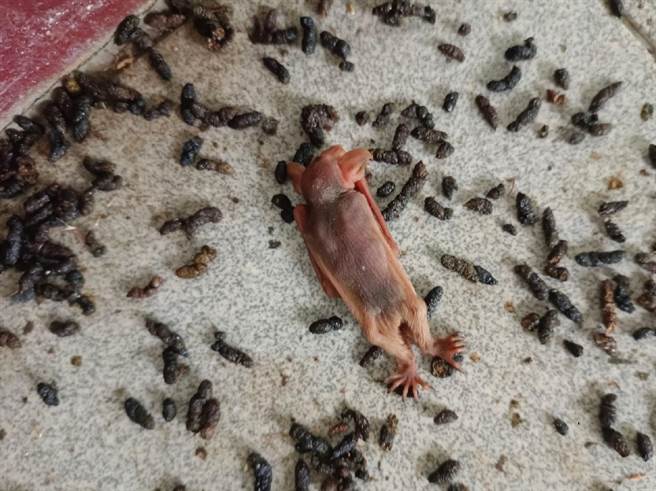 近来迷途蝙蝠通报多，黄金蝙蝠馆传授处置方式。（蝙蝠馆提供／张朝欣云林传真）