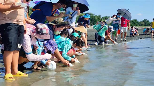 海科馆日前与参与復育的学校共同放流145只鲎宝宝，希望能让有活化石之名的鲎，能在台湾海域成功復育。（国立海科馆提供／张志康基隆传真）