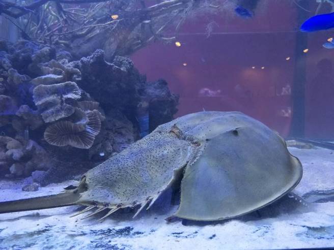 有活化石之称的鲎，在台湾本岛海域日渐稀少。（国立海科馆提供／张志康基隆传真）