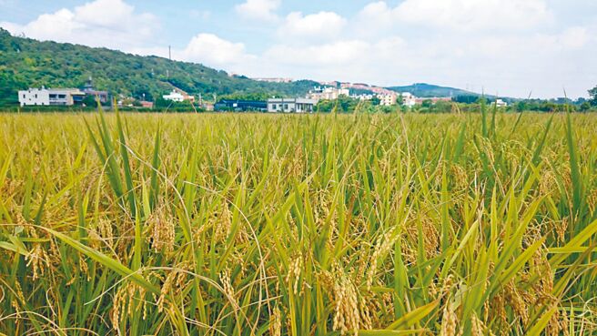 桃园市大溪、观音、龙潭及八德区为稻热病热区，农民嘆减产3成以上。（陈梦茹摄）