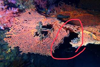 潮境珊瑚遭潛客破壞 海科館籲自律