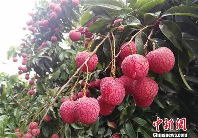 挂绿荔枝一颗曾拍卖天价239万，为何这么贵？图为增城挂绿荔枝。（中国新闻网）