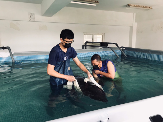 专业鲸豚救援人员正在崎顶鲸豚紧急救援中心安抚復健中的瓜头鲸。(中华鲸豚协会提供)
