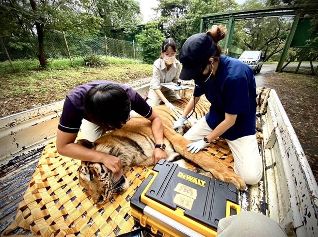 來自六福村主題樂園的母獅、野牛和孟加拉虎在6月10日移居高雄壽山動物園，牠們將於10月動物園重新開幕後亮相。（高市府觀光局提供／洪浩軒高雄傳真）