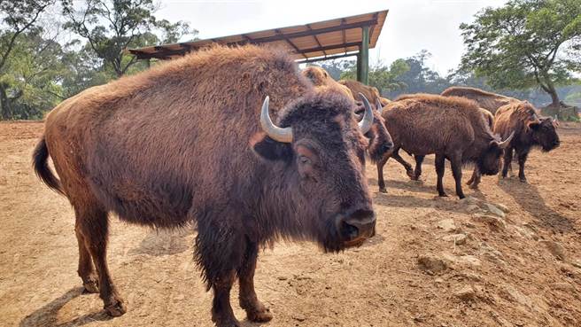 來自六福村主題樂園的母獅、野牛和孟加拉虎在6月10日移居高雄壽山動物園，牠們將於10月動物園重新開幕後亮相。（高市府觀光局提供／洪浩軒高雄傳真）