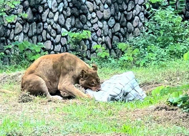 來自六福村主題樂園的母獅、野牛和孟加拉虎在6月10日移居高雄壽山動物園，牠們將於10月動物園重新開幕後亮相。（高市府觀光局提供／洪浩軒高雄傳真）