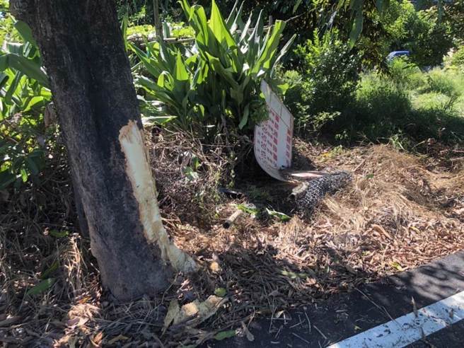 趙男駕車逃逸時撞到路旁樹幹。（翻攝照片／崔正綱高雄傳真）