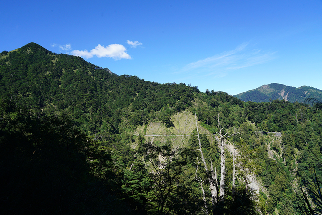 南橫公路如一條細細的腰帶，橫切過雲衫、冷杉等針葉樹遍佈的山腰。(攝影/Cindy Lee)