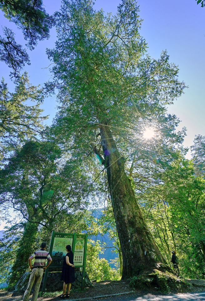 公路行經檜谷區段，兩旁巨木參天，空氣冷冽冰涼，在植物的簇擁下，呼吸也是種享受。(攝影/Cindy Lee)