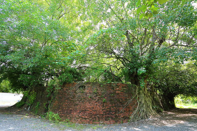 窑体多处被榕树和菩提树包围，形成与树共生的景象。独特的风景吸引许多新人来这里拍婚纱。(摄影/Carter)
