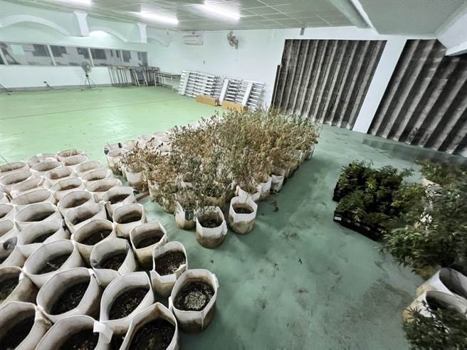 警方查扣大麻植株413株，以及大麻成品17.29公斤。（警方提供／李奇叡新北传真）