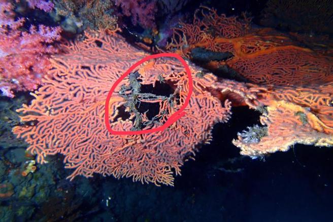 基隆望海巷潮境海湾资源保育区有一株海扇珊瑚，过去广受潜水客拍照打卡，但它近日却出现破洞，疑被潜水客破坏。基隆市政府表示，将追查厘清，破坏栖息环境者可依违反渔业法，处新台币3万至15万元。（图/ 中央社）