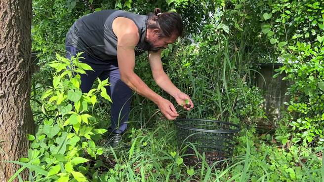 台東單親爸爸周明源靠著撿蝸牛扶養家中3個孩子。（蔡旻妤攝）