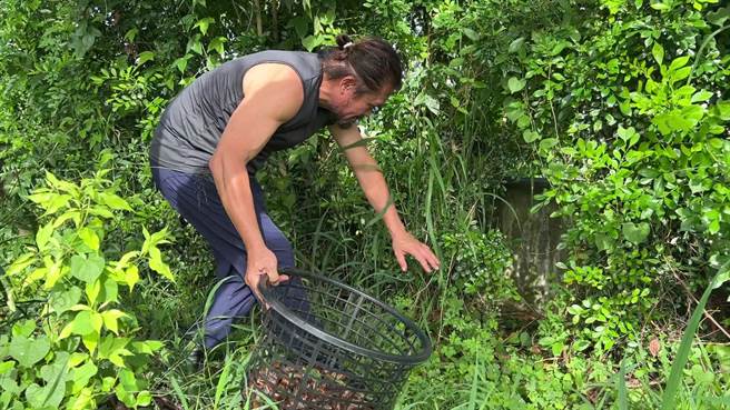 台東單親爸爸周明源靠著撿蝸牛扶養家中3個孩子。（蔡旻妤攝）