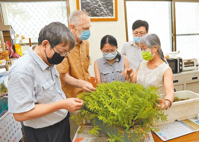 国立中兴大学研究团队解密卷柏硅晶体的特殊光学效应，意外发现，让人受伤的叶子利器竟是植物体的硅晶体。（中兴大学提供／张妍溱台中传真）