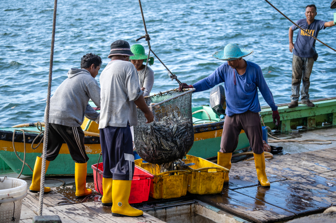日本渔民近2年发现，捕捞到的鲣鱼非常肥美，与以往纤瘦的模样差很多，担心恐是气候影响造成。(示意图/达志影像)