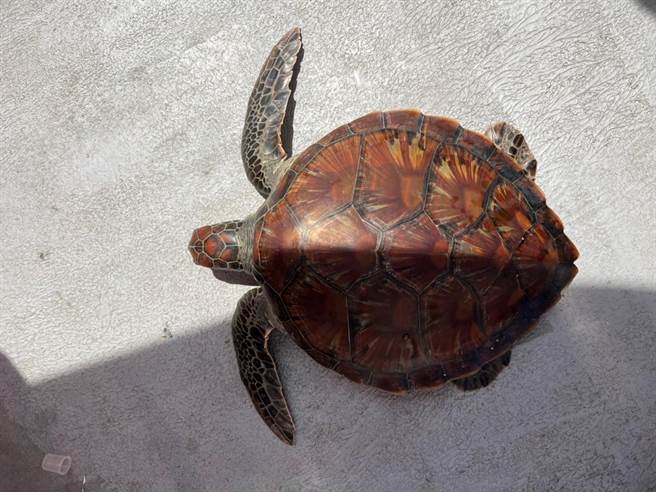 玳瑁獲救後，身體狀況良好。（鉅隆船隊提供／張志康基隆傳真）