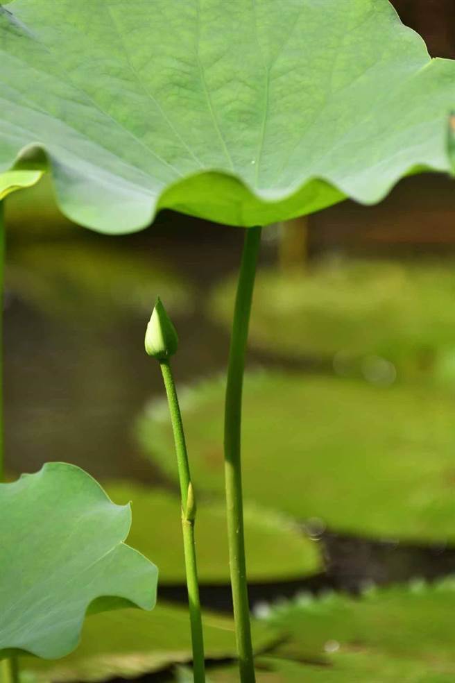 蓮花園休閒農業協會理事長王昱翔發表突變種蓮花，莖部長出如竹節般的分段。（王昱翔提供／蔡明亘桃園傳真）