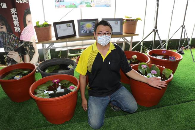 培育專家游能翔曾獲得IWGS國際睡蓮大賽第3名。（蔡明亘攝）