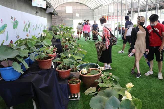 名荷大展吸引許多遊客到場賞花。（蔡明亘攝）