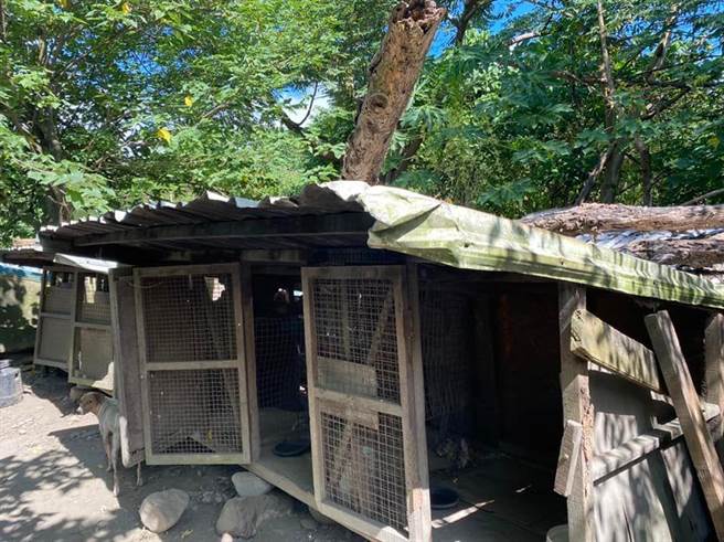 朱阿姨狗园环境乾净，狗儿健康状况大致良好。（县议员张美慧提供）