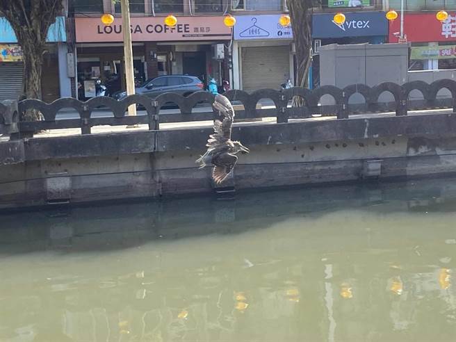 16日上午，一隻夜鷺遭魚線纏繞，吊在田寮河面上。（市議員陳薇仲提供／張志康基隆傳真）