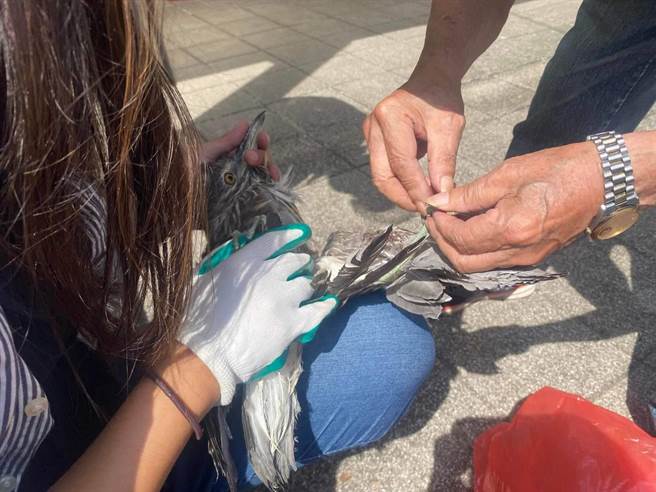 將夜鷺救下後，現場民眾幫夜鷺解除纏繞的魚線。（市議員陳薇仲提供／張志康基隆傳真）