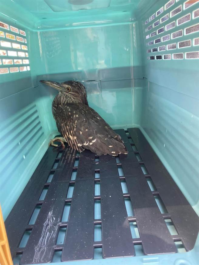 基隆市動保處表示，夜鷺僅受輕傷，精神狀態還不錯。（市議員陳薇仲提供／張志康基隆傳真）